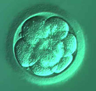 8-клеточный эмбрион на третий день развития